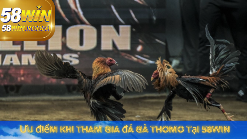 Hướng Dẫn Chơi Đá Gà Thomo Cho Người Mới Bắt Đầu