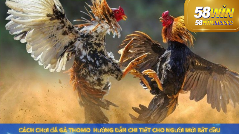 Thế Giới Đá Gà Thomo - Hướng Dẫn Chơi Chi Tiết tại 58win