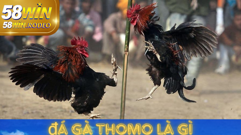 Thế Giới Đá Gà Thomo - Hướng Dẫn Chơi Chi Tiết tại 58win