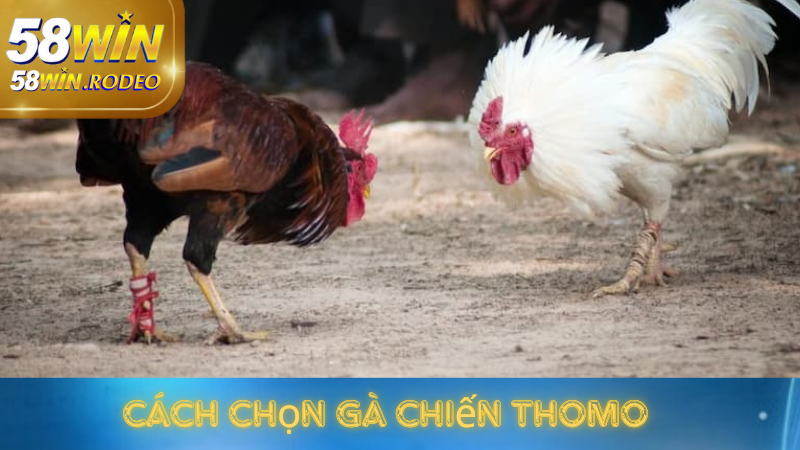Thế Giới Đá Gà Thomo - Hướng Dẫn Chơi Chi Tiết tại 58win
