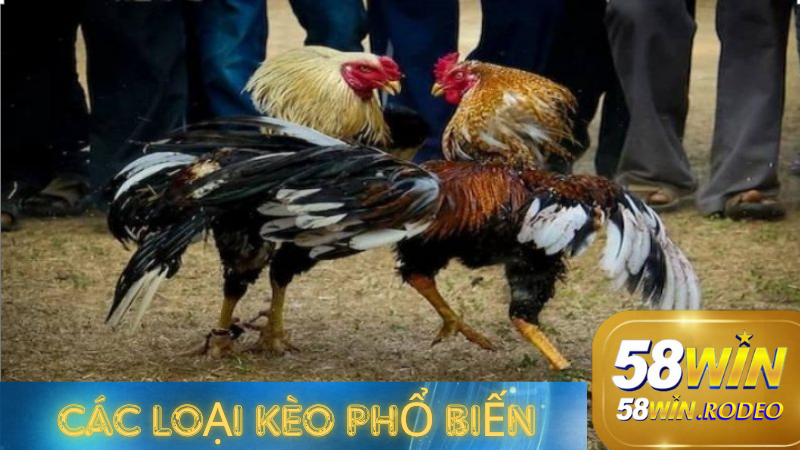 Hướng Dẫn Chơi Đá Gà Thomo Cho Người Mới Bắt Đầu