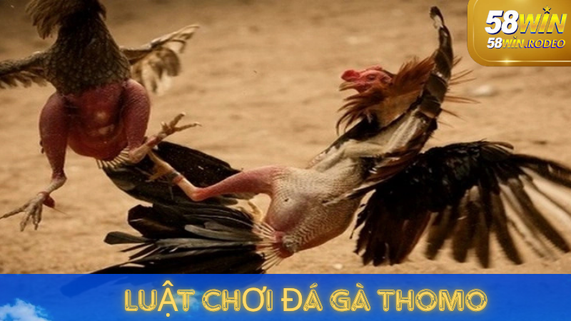 Thế Giới Đá Gà Thomo - Hướng Dẫn Chơi Chi Tiết tại 58win